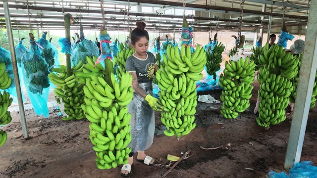 Woman Sorting Hanging Banana Bunches