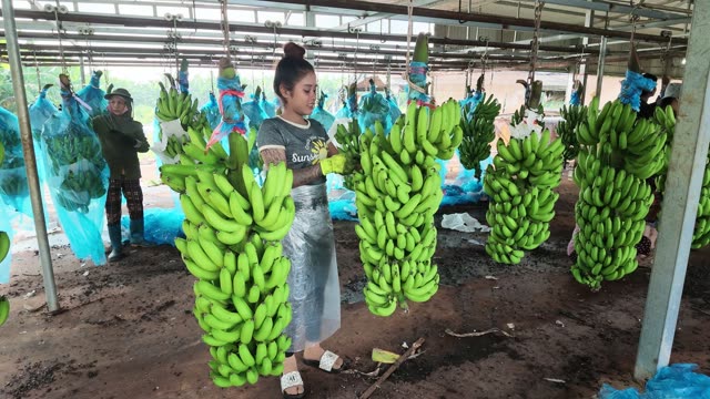 Woman Handling Fresh Banana Bunch