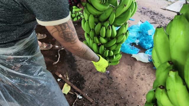 Woman Washing Bananas At Tank