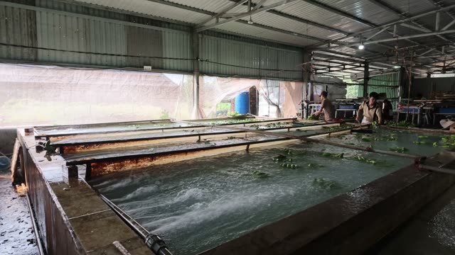 Woman Washing Bananas In Basin