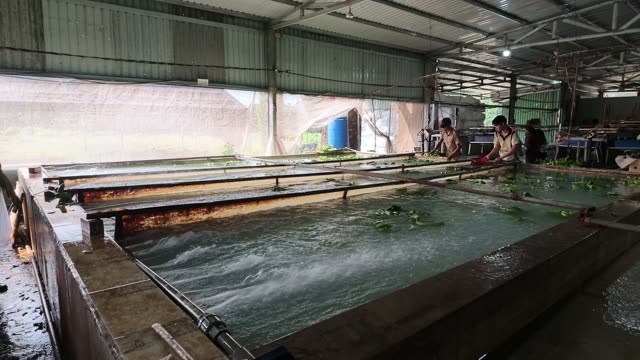 Workers Washing Bananas In Tank