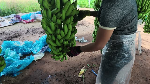Man Cutting Banana Bunch