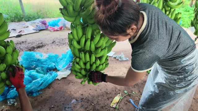 Woman Tying Banana Bunch To Post