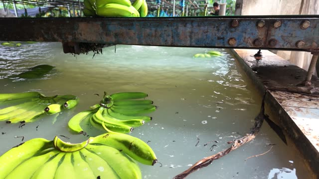 Hand Holding Wet Banana Bunch