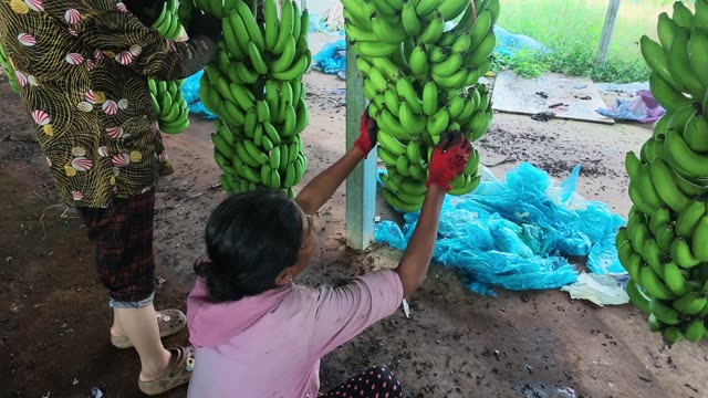 Hand Dripping Water From Bananas