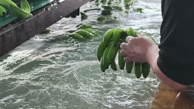 Hand Pulling Bunch From Water