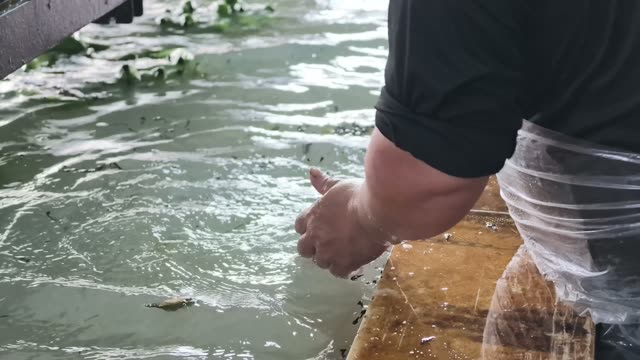 Man Washing Bananas In Water