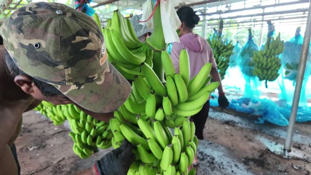 Man Walking With Banana Bunch