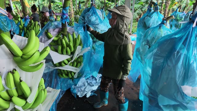 Man Covering Bunch With Blue Bag