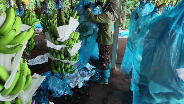 Man Wrapping Banana Bunch In Bag