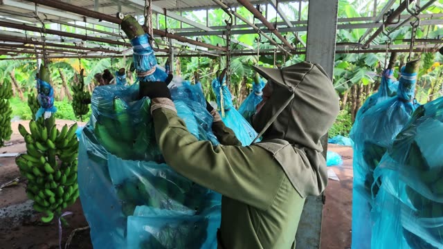 Man Tying Blue Bag On Bunch