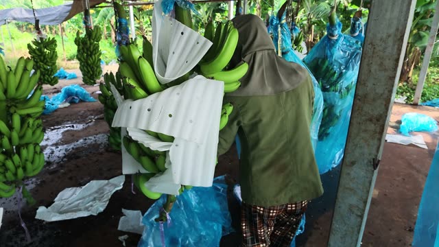 Man Carrying Wrapped Banana Bunch