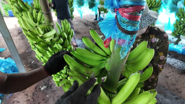 Banana Bunch With Numbered Fingers