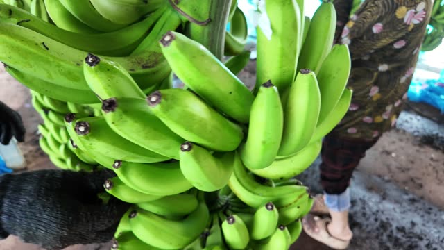 Fresh Banana Fingers Close Up