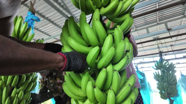 Man Holding Banana Bunch On Hook