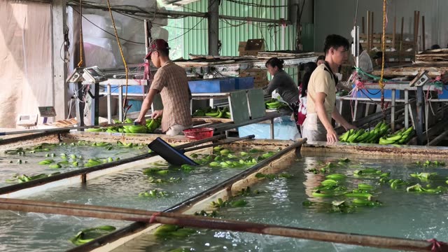 Workers At Banana Processing Line
