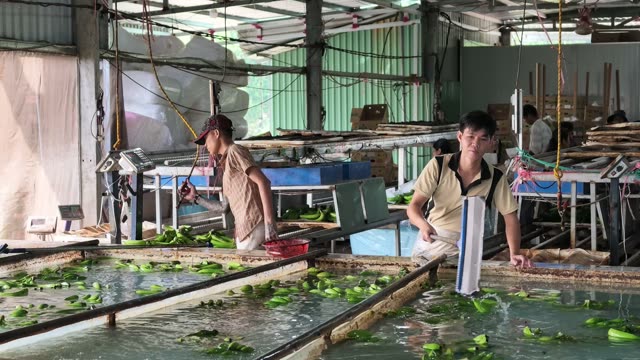 Workers Sorting Bananas At Line