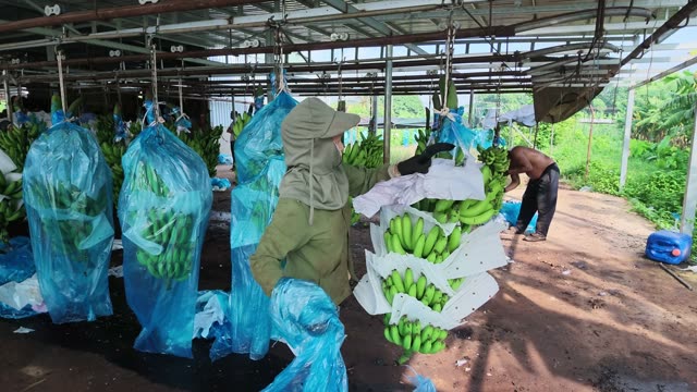 Man Spraying Hanging Banana Bunches