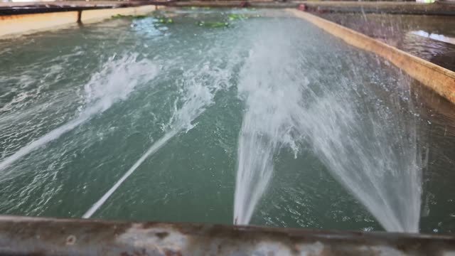 Cutting Banana Stem By Wash Tank