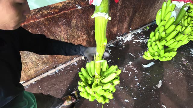 Man Cutting Banana Stem By Tank