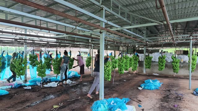 Workers Hanging Banana Bunches In Warehouse