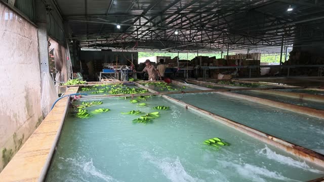 Bananas Floating In Washing Trough
