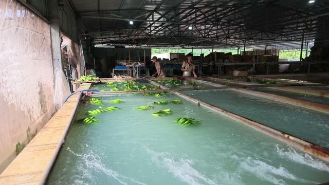 Workers Sorting Bananas By Washing Pool