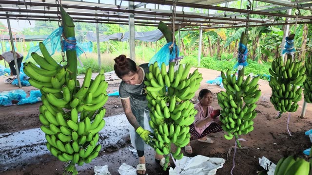 Bananas Drifting In Wash Water
