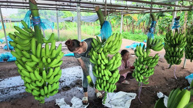 Workers Sorting Green Bananas Poolside
