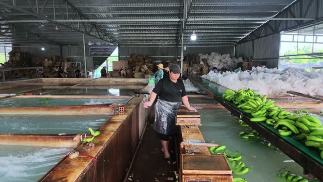 Bananas Floating In Factory Pool