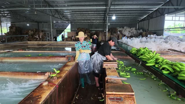 Woman Sorting Bananas By Wash Pool