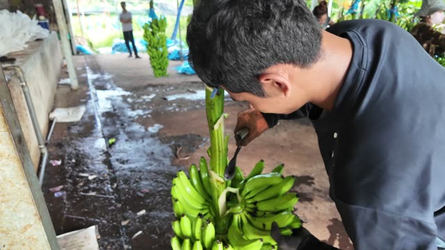 Farmer Cutting Banana Stem Close-Up