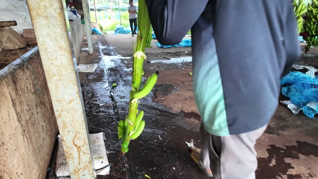 Worker Carrying Banana Stem Across Yard
