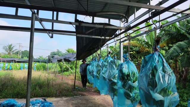 Farmer Walking Past Bagged Bananas