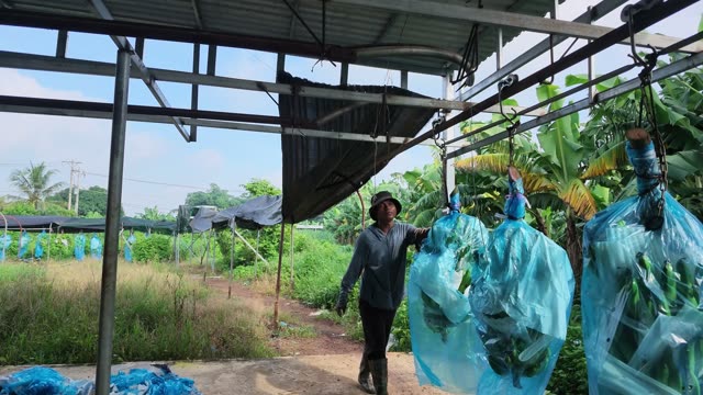 Farmer Inspecting Bagged Banana Rack
