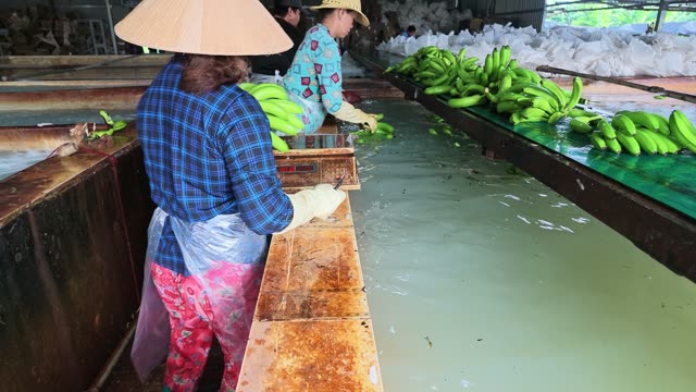 Two Women Sorting Bananas At Pool