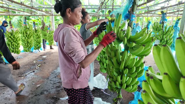 Women Tying Banana Bunches In Warehouse