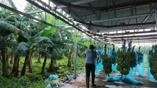 Farmer Inspecting Bagged Banana Bunches