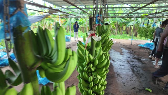 Fresh Banana Bunch Hanging In Warehouse