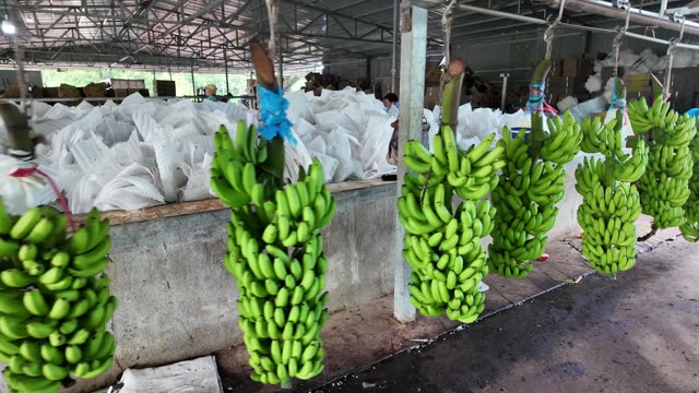 Banana Bunches Beside Packing Bags