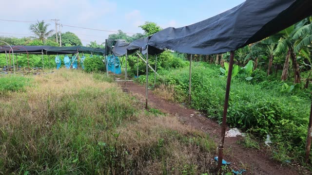 Shaded Path Through Banana Plantation