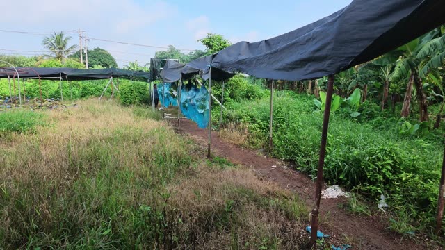Shade Nets Over Banana Rows