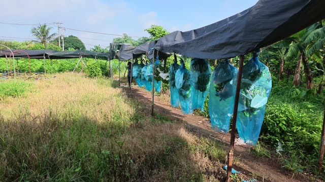 Bagged Bananas Under Shade Frame