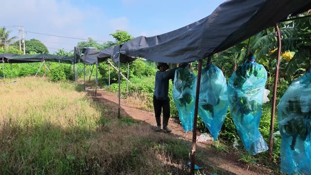 Worker Tending Bagged Banana Bunches