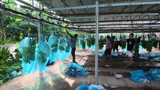Workers Sorting Bananas In Warehouse