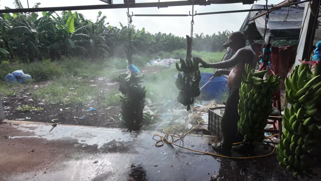 Worker Spraying Banana Bunches Clean