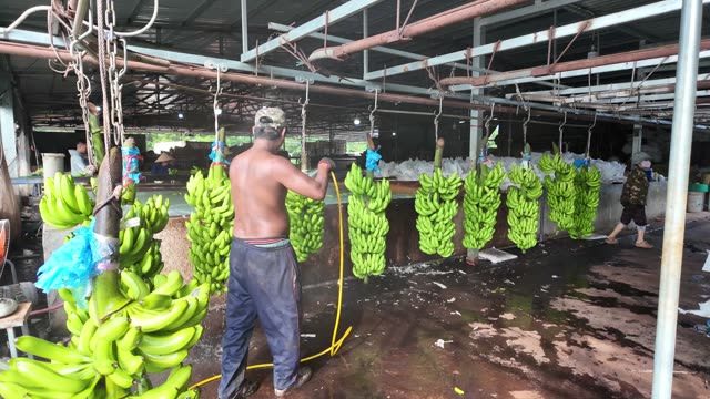 Worker Hosing Down Banana Bunches