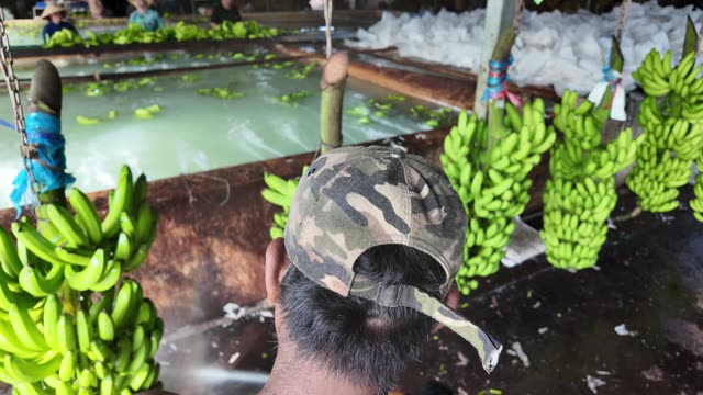 Worker Watching Bananas Wash Pool