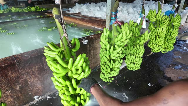 Worker Spraying Fresh Banana Bunches