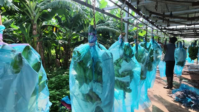 Bagged Banana Bunches Under Plantation Frame